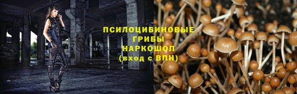 крисы Бородино